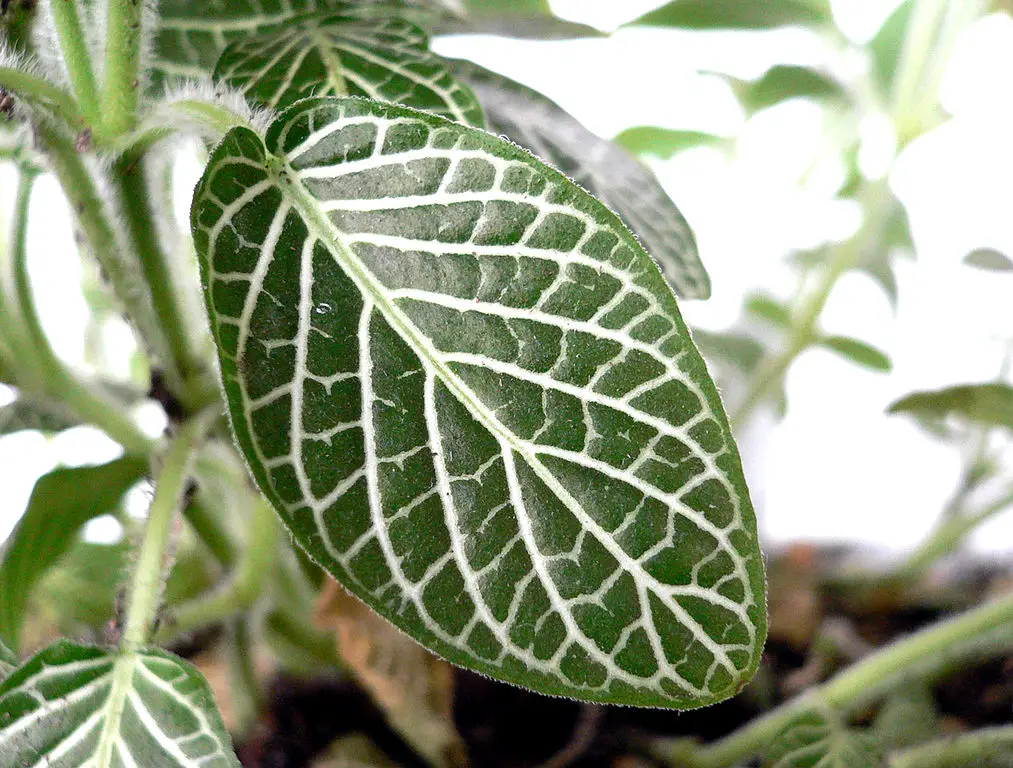 Nerve Plant Leaf Detail