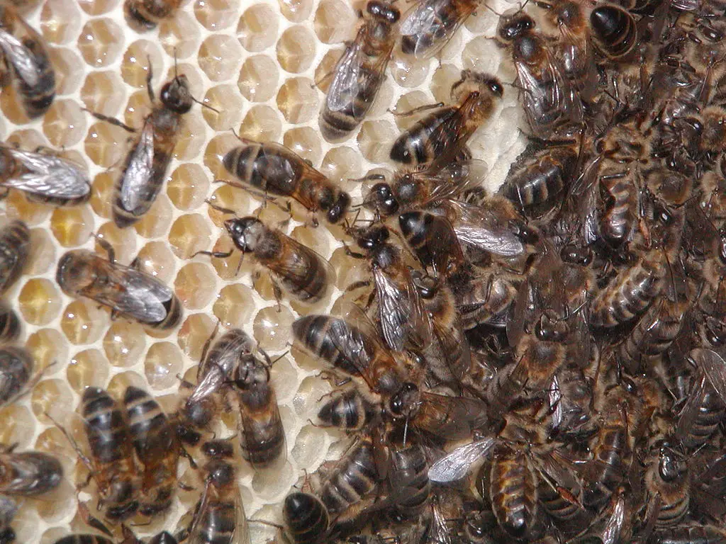 Bees in hive making honey