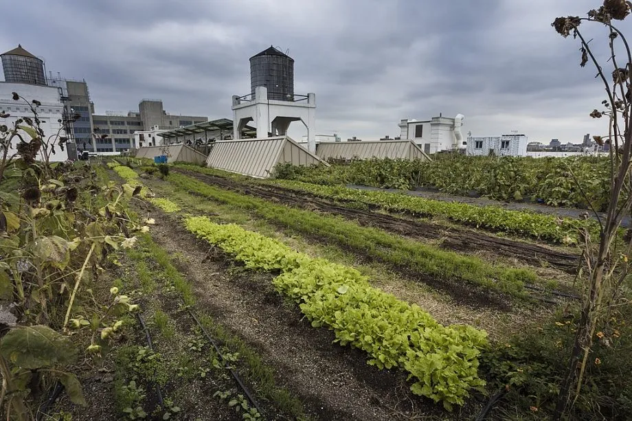 Brooklyn Grange Farm