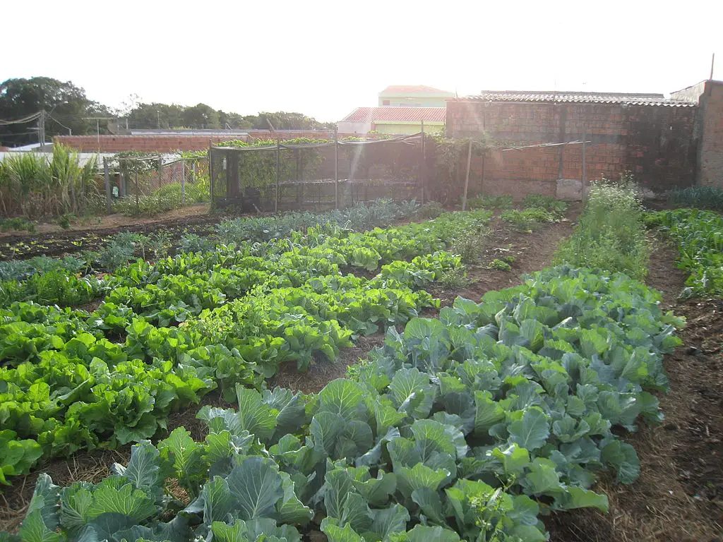 The Environmental Impact of Urban Farming