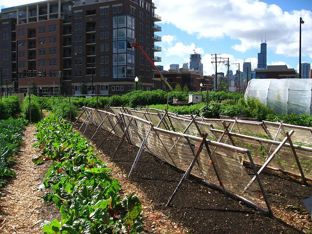 What Is Urban Agriculture? How Can Urban Farming Help the Environment?