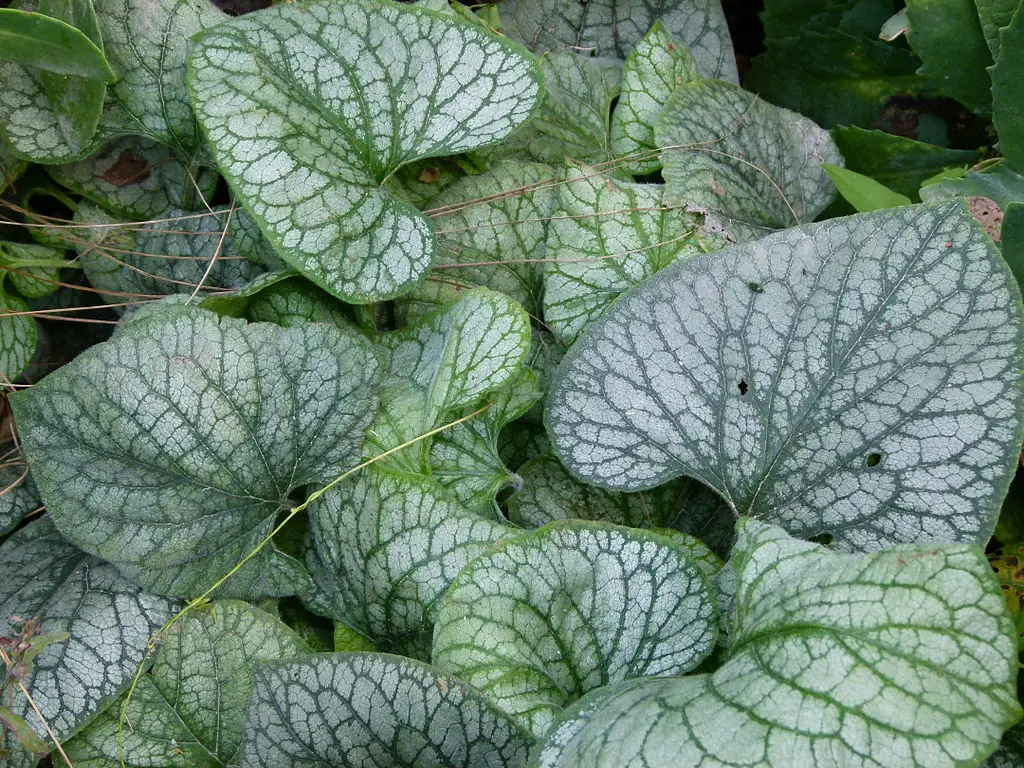 Siberian Bugloss Ideal Growing Conditions