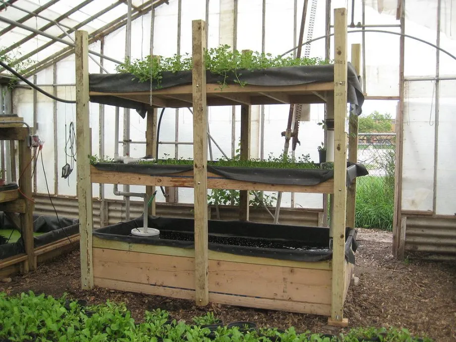 Aquaponics: Combining Fish Farming and Plant Cultivation