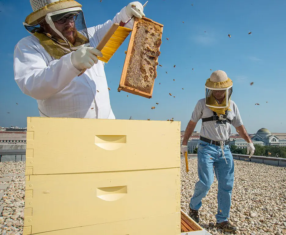 Urban Beekeeping on a Rooftop