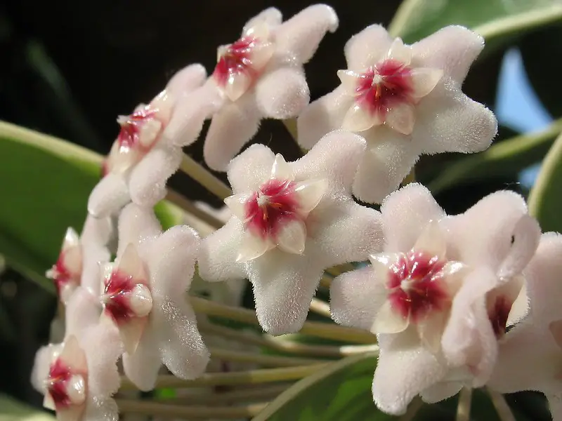 Krimson Queen Flowers