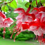 Fuchsia Hanging Basket Care