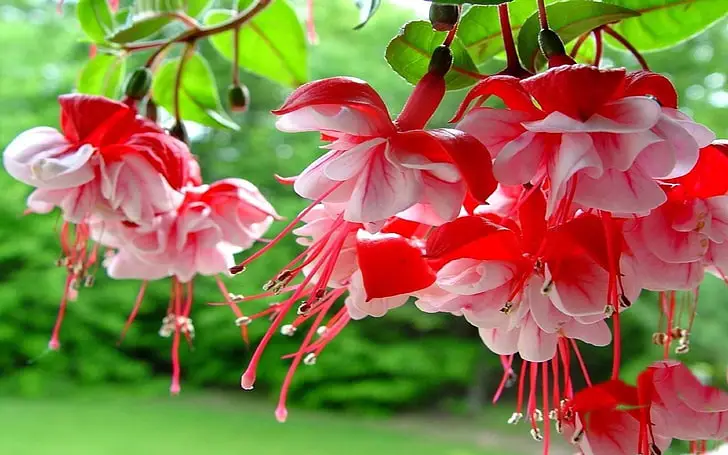 Fuchsia Hanging Basket Care