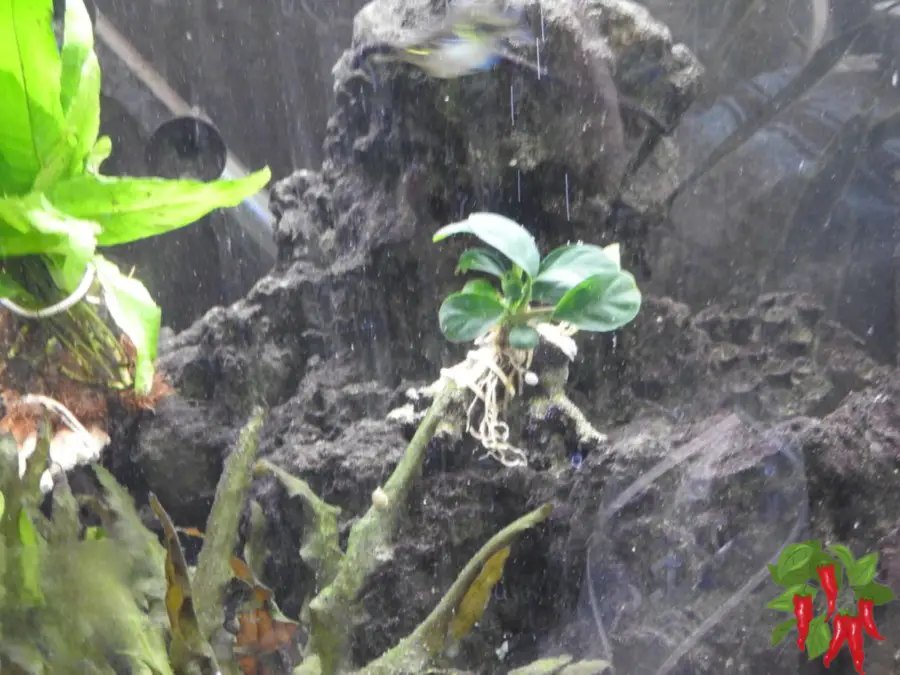 Anubias Coffeefolia Care