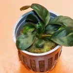 Anubias Coffeefolia-Easy Care Guide for Beginners
