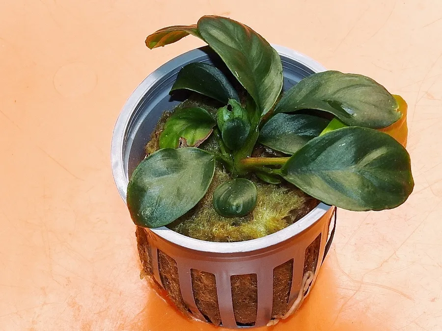 Anubias Coffeefolia-Easy Care Guide for Beginners
