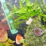Aquarium Plants For Fish Tanks