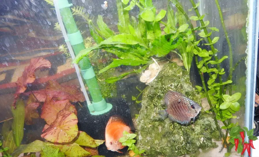 Aquarium Plants For Fish Tanks
