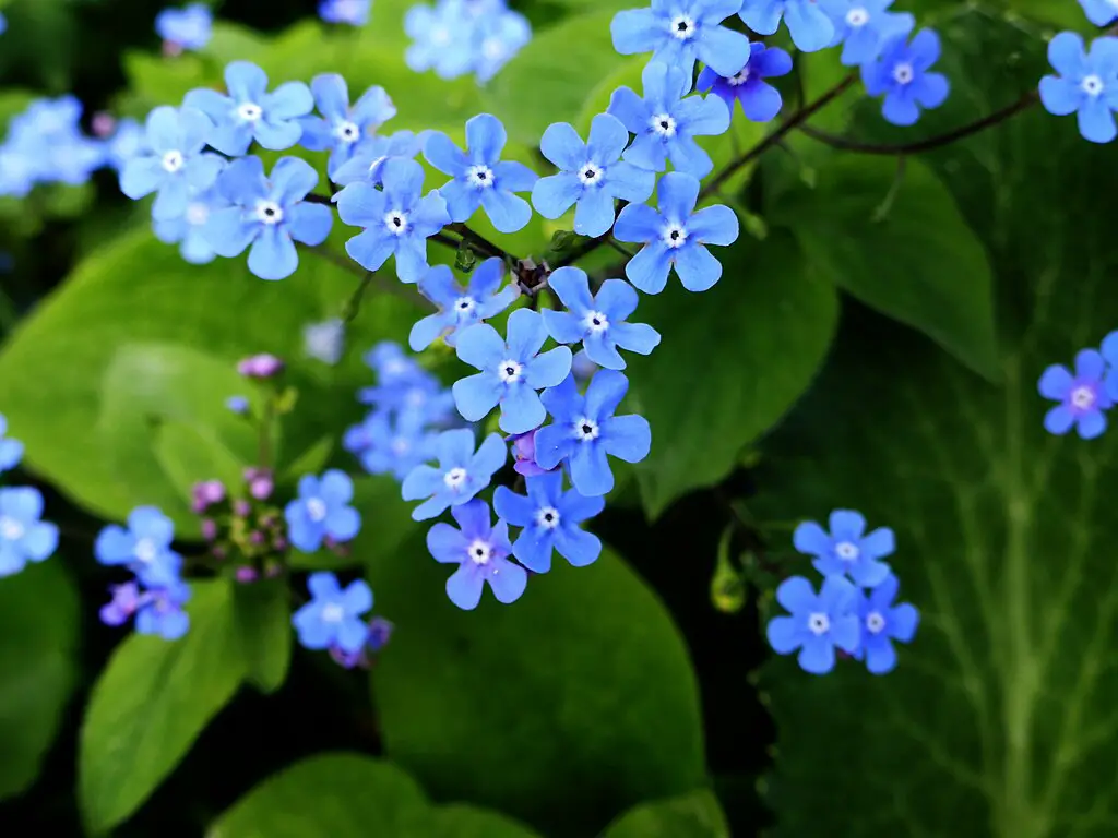 Brunnera macrophhylla flowers