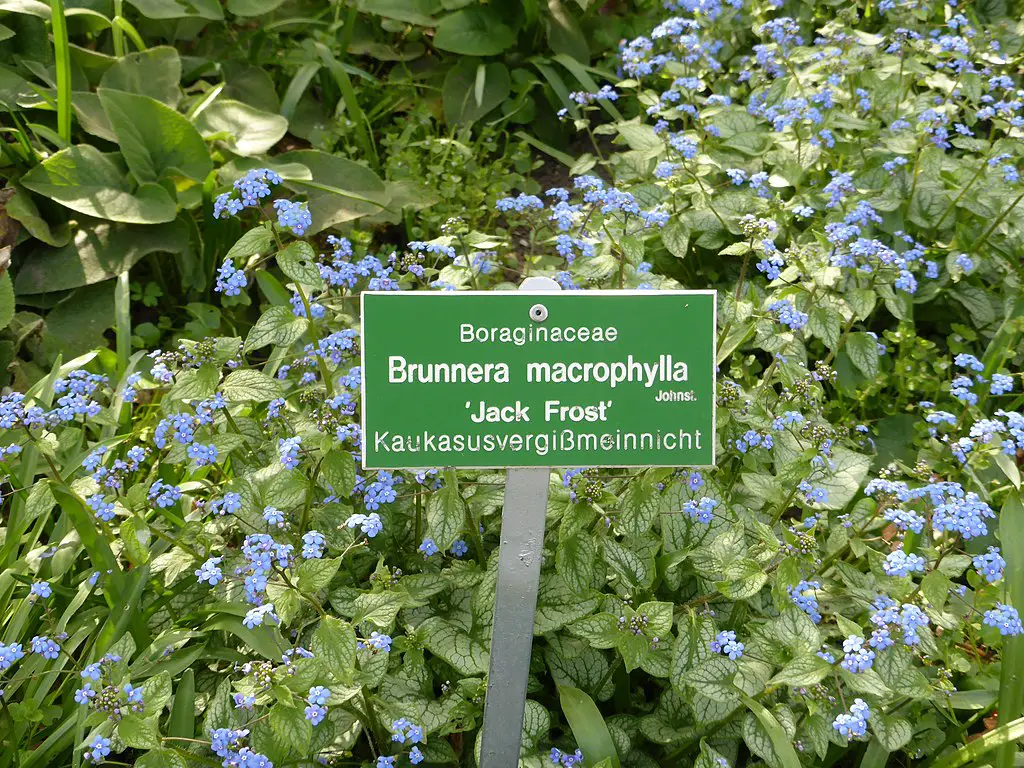 Brunnera Jack Frost