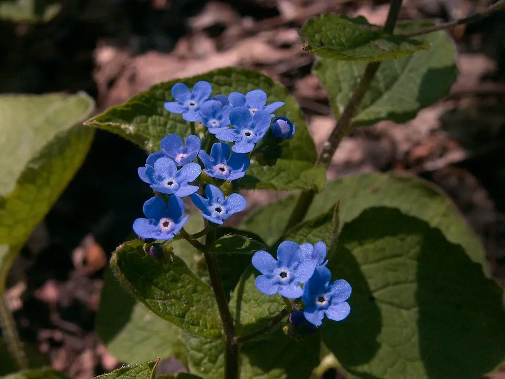 Brunnera Flowers