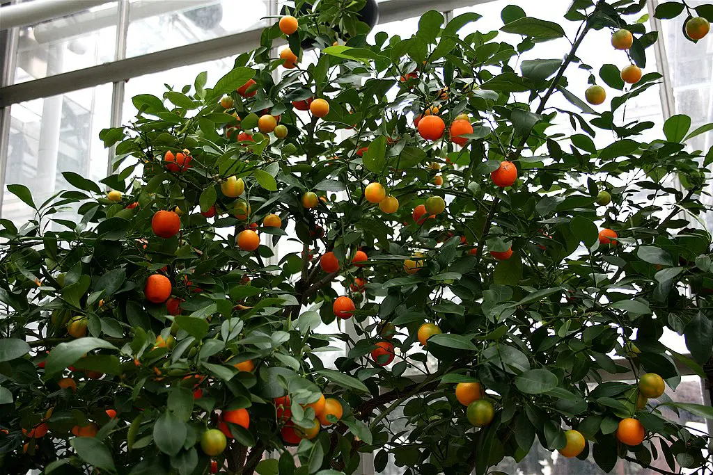 calamondin oranges on tree