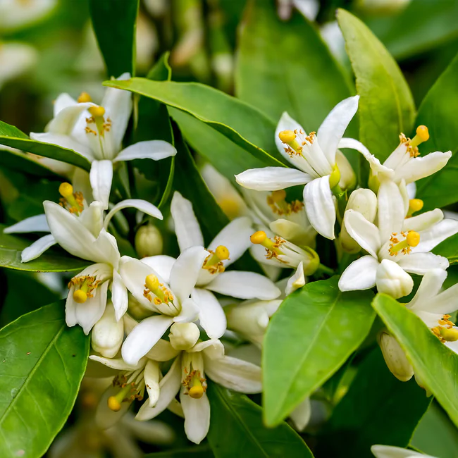 oranges and citrus flowers