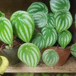 Caring for Peperomia