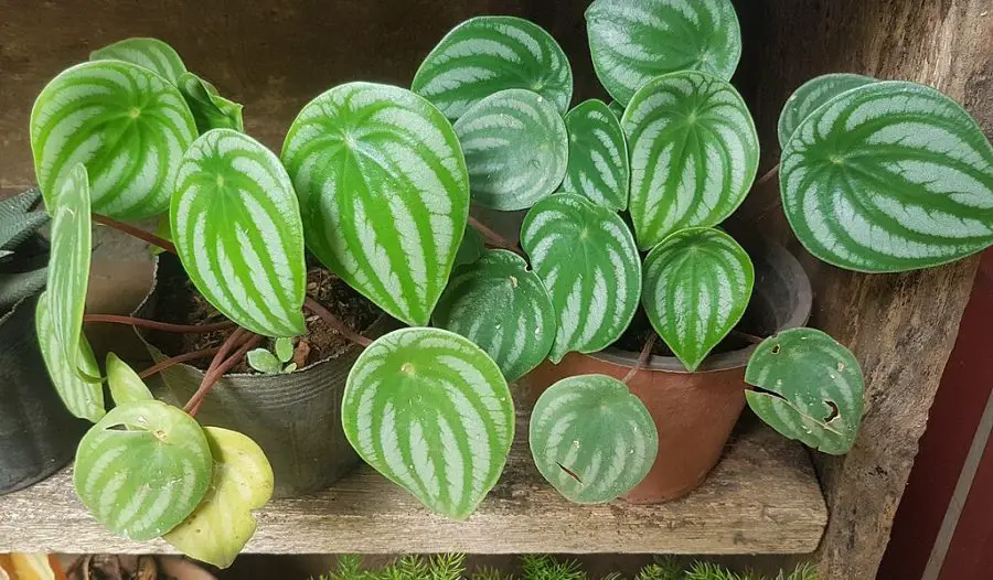  Caring for Peperomia