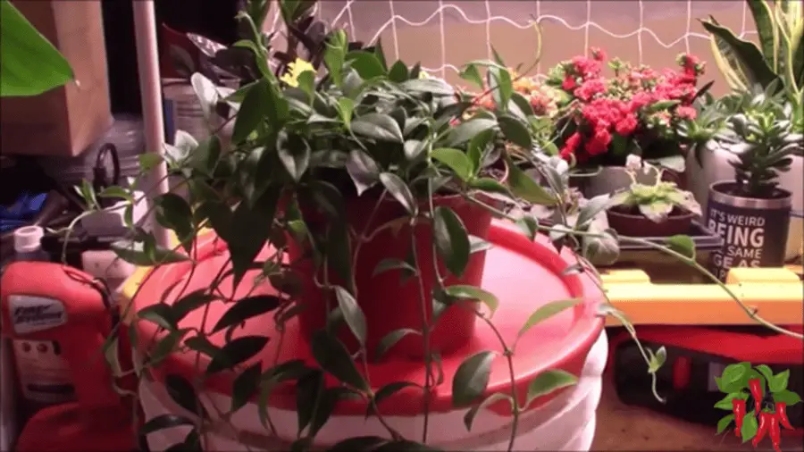 Characteristics of the Purple Star Lipstick Plant