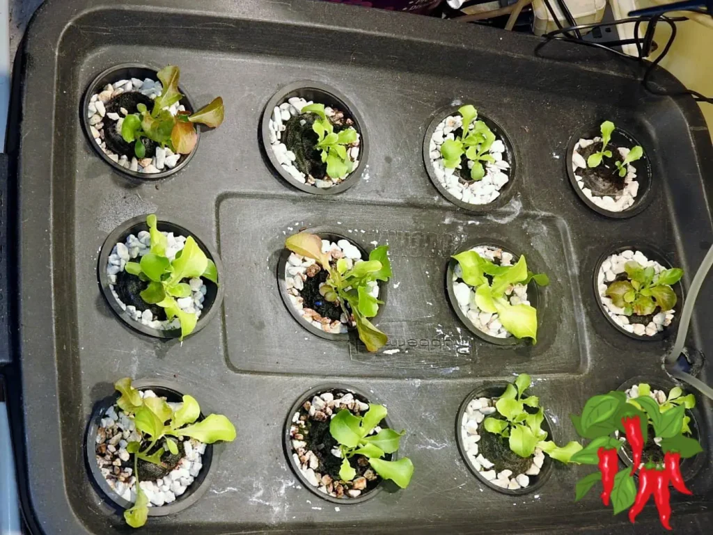 How To Start Seeds For A Hydroponic System