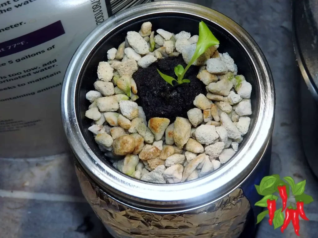 How To Grow Lettuce In A Mason Jar