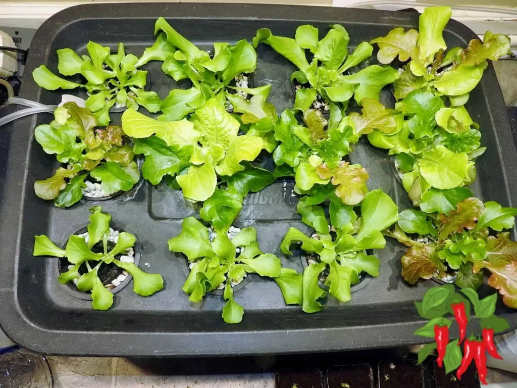 Growing Lettuce In A Storage Tote