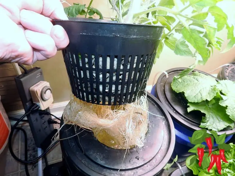 DWC System For Tomatoes or Peppers