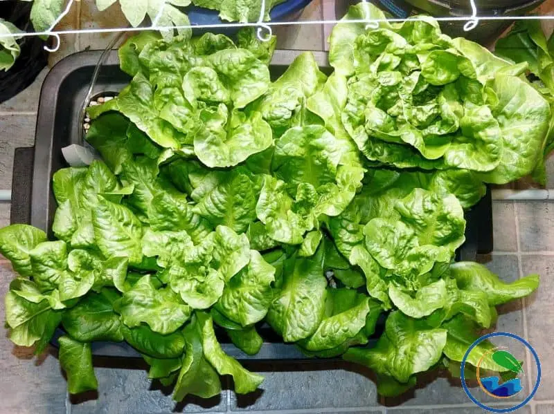 KRATKY SYSTEM LETTUCE