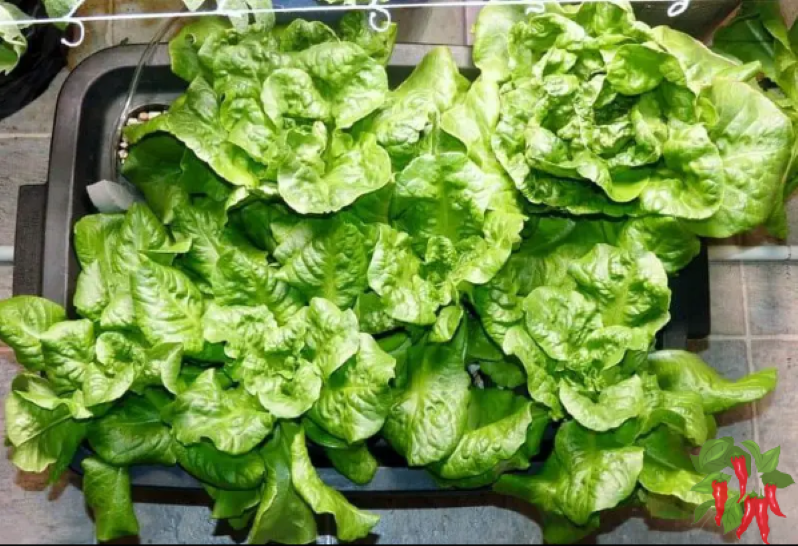 My Buttercrunch Lettuce grown in a container using hydroponics