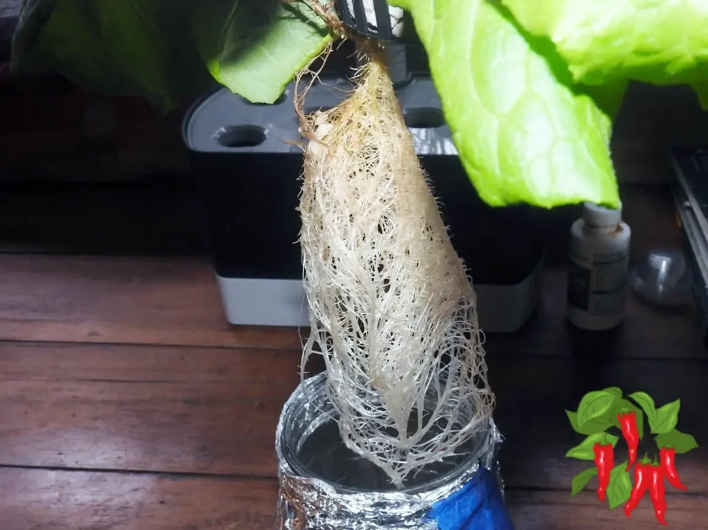 How To Grow Lettuce In A Mason Jar Some Lettuce Roots