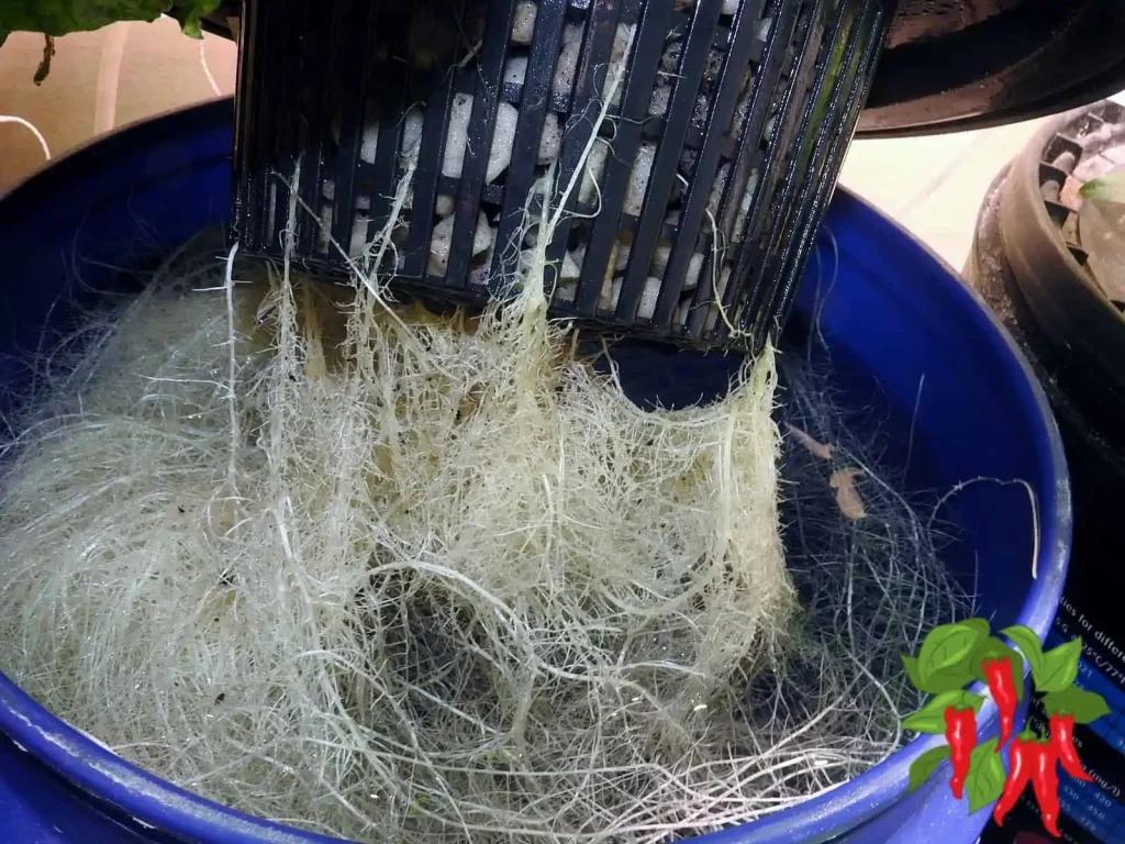 hydroponic tomato roots