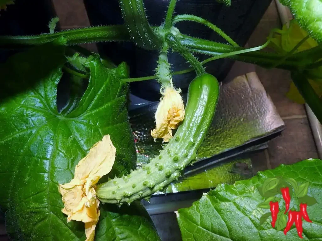 Growing Cucumbers in DWC