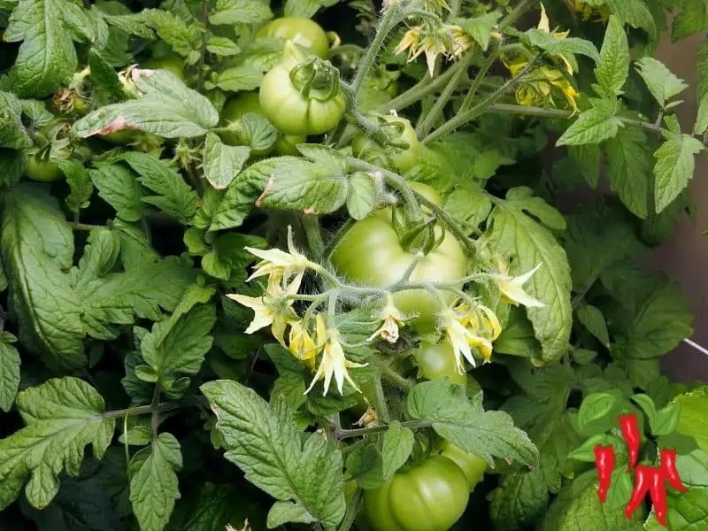 Gardening in an Apartment Without a Balcony - young tomato fruit and flowers