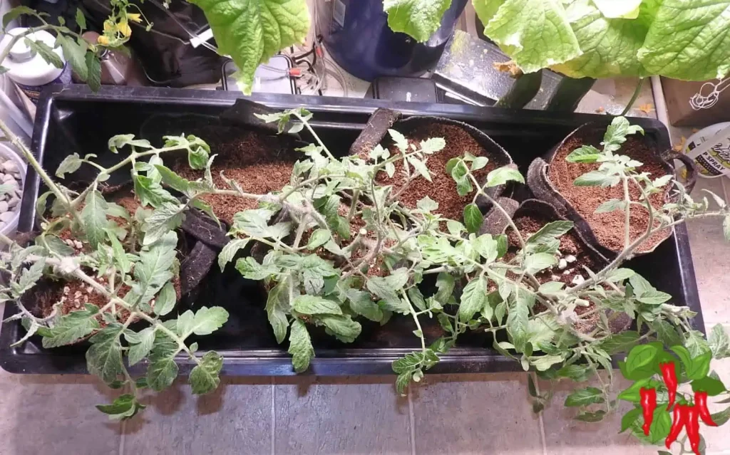 Tomatoes in fabric pots