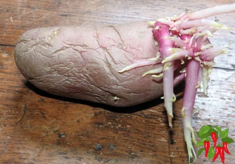 A Sprouted Potato Ready to Plant