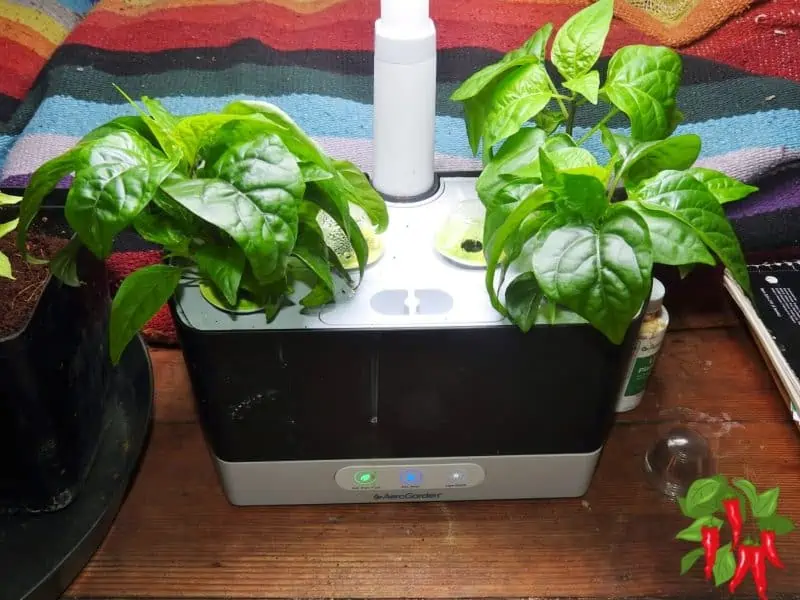 An Honest Review Of The Aerogarden Harvest - Chili Peppers