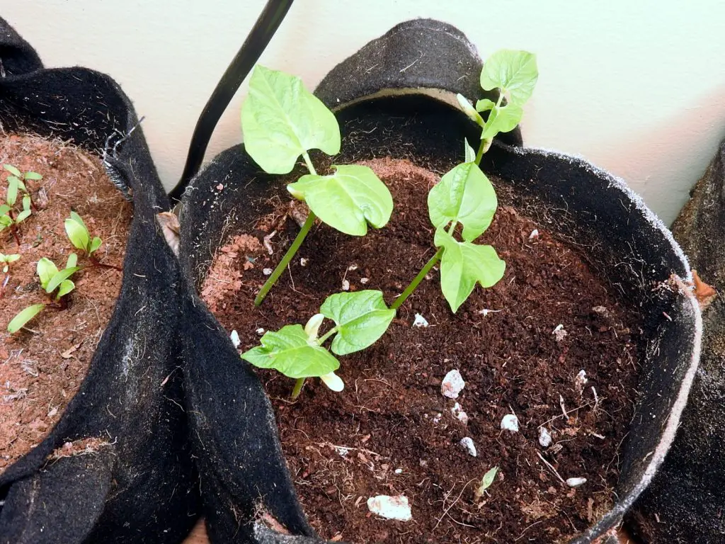 young bean plants in fabric pots and coco coir