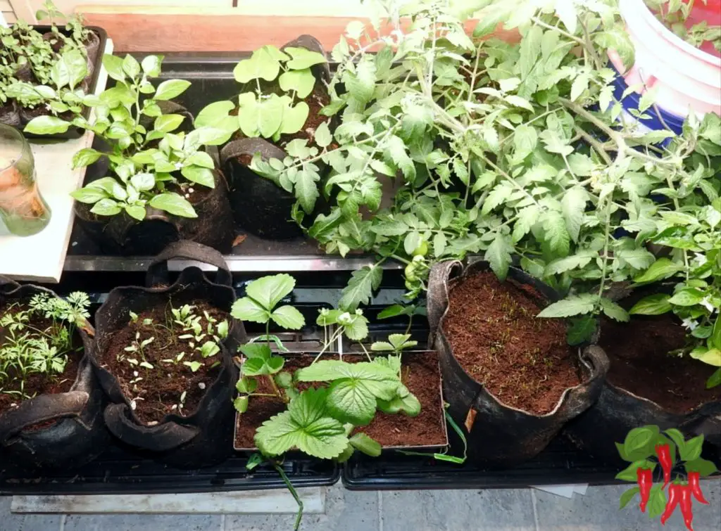 How I Use Fabric Pots To Grow Vegetables