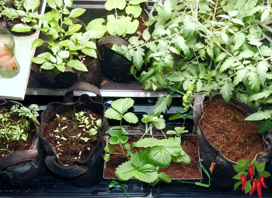 various vegetables in my kitchen garden