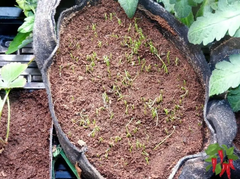 Green Onions Sprouting in a Fabric Pot