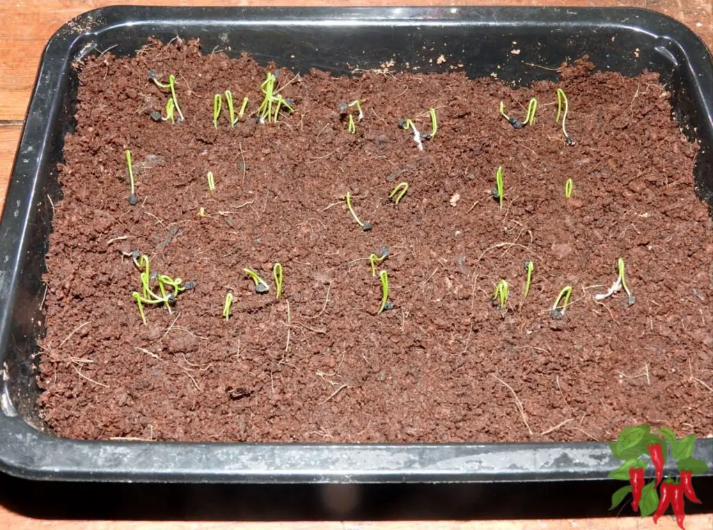 Starting Seeds in Coco Coir