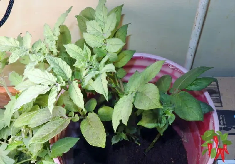 A Potato Plant Growing in a 5-Gallon Bucket