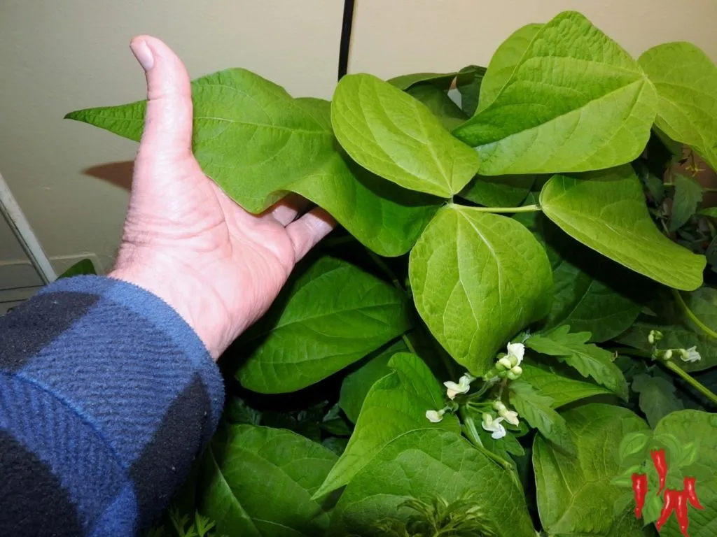 Indoor Gardening Green Bean Plant