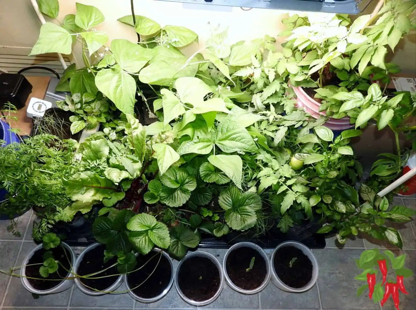 Is Hydroponic Gardening Worth It?