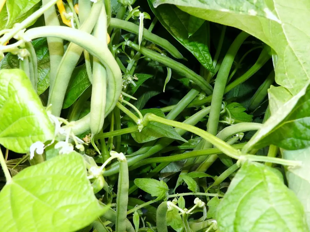 GREEN BEANS GROWN WITH HYDROPONIC GARDENING AT HOME