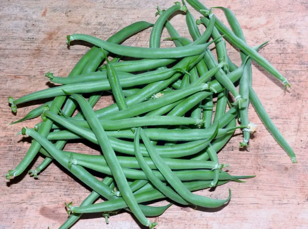 How To Grow Green Beans Indoors