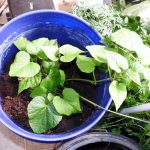 Beginner's Guide to Growing Vegetables in Coco Coir Indoors