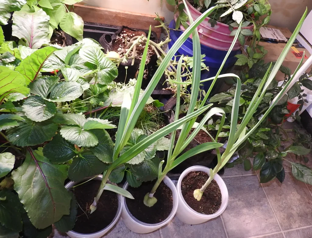 elephant garlic in self watering planters