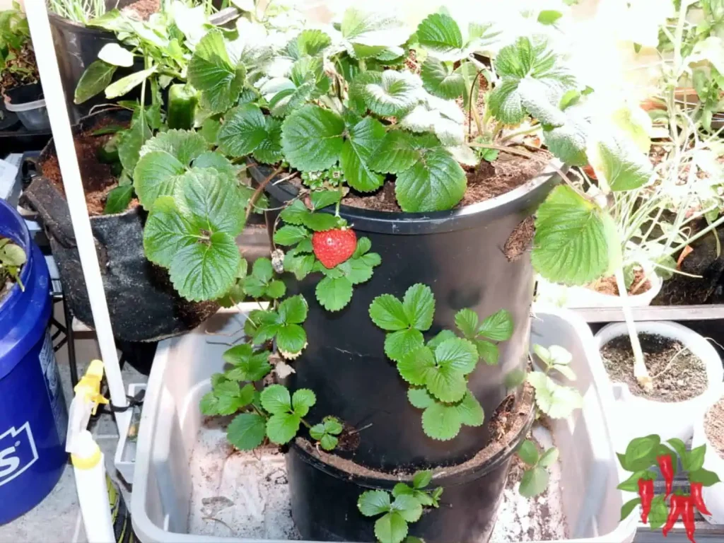 DIY Strawberry Tower